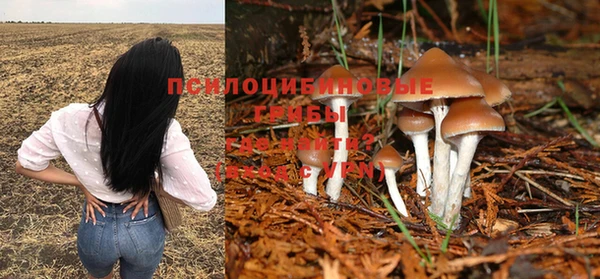 сатива Абинск